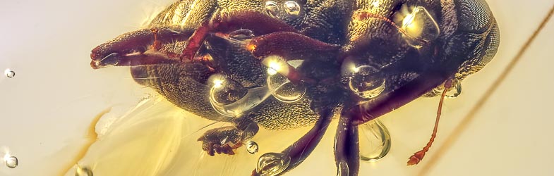 Coleoptera Curculionidae Fossil Inclusion in Dominican Amber