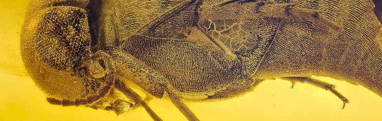 Coleoptera Mordellidae