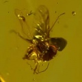 long_legged_fly