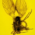 v2007_hemiptera_psyllidae_189736369