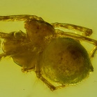 af01-181_spider_beahavior_scene_spider_maternal_care_