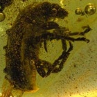 coleoptera_anthribidae_inclusion_dominican_amber_1404697391