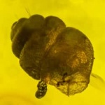 rare_snail_and_homoptera_1820497715