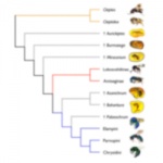 taxonomy_illustration