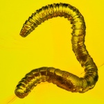 v1863_annelida_fossil_inclusion_in_dominican_amber