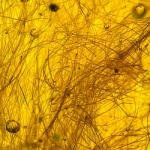 v1879_mammal_hairs_inclusions_fossil_in_dominican_amber