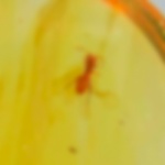zoraptera_fossil_inclusion_in_dominican_amber