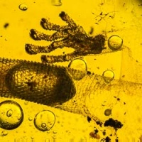 af01-174_gecko_inclusion_fossil_in_dominican_amber