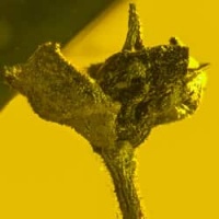 botanical_inclusion_fossil_flower_on_dominican_amber