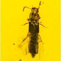 coleoptera_platypodidae_fossil_inclusion_in_dominican_amber