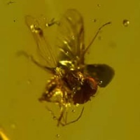 long_legged_fly