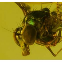 mouth_sucking_diptera_1258451284
