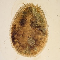 v1584_penny_beetle_larva_coleoptera_psephenidae_936307754