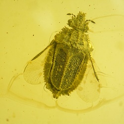 al17_hemiptera_aradidae_hymenoptera_bethylidae_coleoptera_byrrhidae