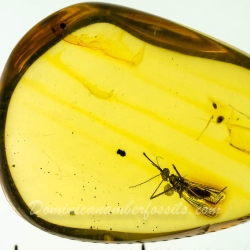 AF01 235 Diptera Culicidae   True Mosquito Fossil In Dominican Amber 10