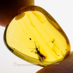 AF01 235 Diptera Culicidae   True Mosquito Fossil In Dominican Amber 11