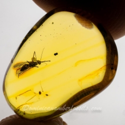 AF01 235 Diptera Culicidae   True Mosquito Fossil In Dominican Amber 12