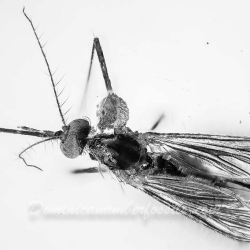 AF01 235 Diptera Culicidae   True Mosquito Fossil In Dominican Amber 2