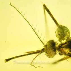 AF01 235 Diptera Culicidae   True Mosquito Fossil In Dominican Amber 3