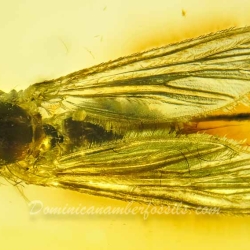 AF01 235 Diptera Culicidae   True Mosquito Fossil In Dominican Amber 4