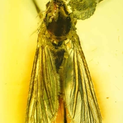 AF01 235 Diptera Culicidae   True Mosquito Fossil In Dominican Amber 5