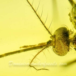AF01 235 Diptera Culicidae   True Mosquito Fossil In Dominican Amber 6