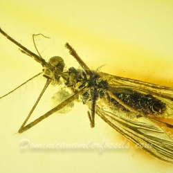 AF01 235 Diptera Culicidae   True Mosquito Fossil In Dominican Amber 8