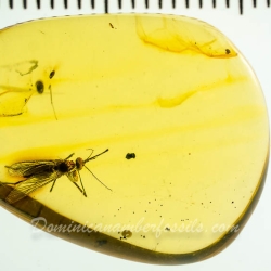 AF01 235 Diptera Culicidae   True Mosquito Fossil In Dominican Amber 9