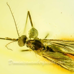 AF01 235 Diptera Culicidae   True Mosquito Fossil In Dominican Amber