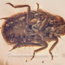 AL48 Homoptera 9