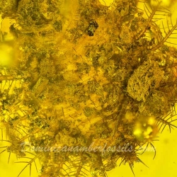 AL58 Owlfly Larva Fossil On Dominican Amber Neuroptera Ascalaphidae 5