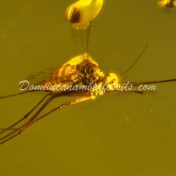 Diptera Culicidae Mosquito On Dominican Amber 10