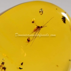 Diptera Culicidae Mosquito On Dominican Amber 3