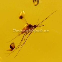 Diptera Culicidae Mosquito On Dominican Amber 4