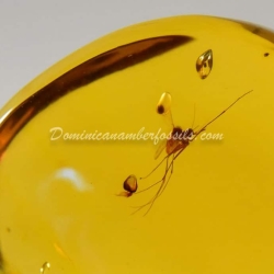 Diptera Culicidae Mosquito On Dominican Amber 5