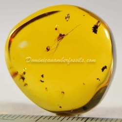 Diptera Culicidae Mosquito On Dominican Amber 6