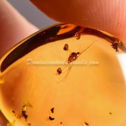Diptera Culicidae Mosquito On Dominican Amber