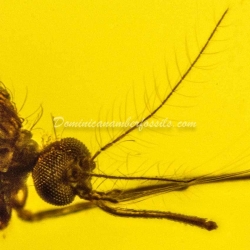 Diptera Culicidae Mosquito On Dominican Amber 7