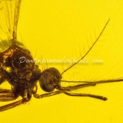 Diptera Culicidae Mosquito On Dominican Amber 8