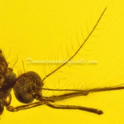 Diptera Culicidae Mosquito On Dominican Amber 9