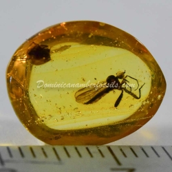 Diptera Empididae 2