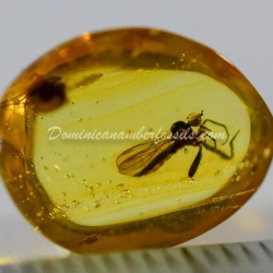 Diptera Empididae 3