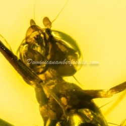 Diptera Micropezidae 10