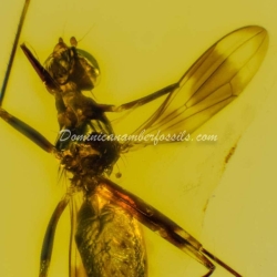 Diptera Micropezidae 11