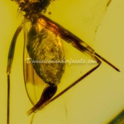 Diptera Micropezidae 12