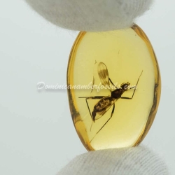 Diptera Micropezidae 2