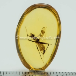 Diptera Micropezidae 3
