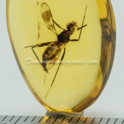Diptera Micropezidae 4
