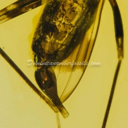 Diptera Micropezidae 6
