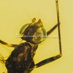 Diptera Micropezidae 7